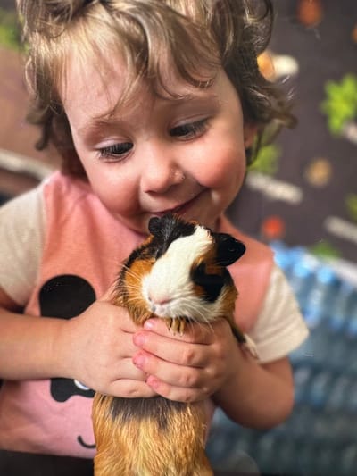 This heartwarming close-up image, captured from a slightly tilted, elevated perspective, features a young child tenderly holding a tri-colored guinea pig. The child, appearing to be a toddler or preschooler, has light brown, curly hair and fair skin, with dark, expressive eyes that gaze gently towards the viewer. A soft, content smile graces their lips, reflecting affection for their pet. They are dressed in a light pink t-shirt featuring a black Mickey Mouse head silhouette. The guinea pig displays distinctive patches of white, black, and orange-brown fur, appearing calm and comfortable in the child's secure yet gentle embrace. The child's small hands carefully cradle the animal, highlighting a moment of tender interaction and companionship. The background is softly blurred, presenting abstract shapes and colors in shades of green, blue, and orange, suggesting an indoor setting such as a bed or play area. The lighting is bright and natural, indicating a daytime scene. The overall mood conveyed is one of innocence, warmth, and a loving bond between the child and their pet, presumably within a home in Веревское, Russia. There is no visible text in the image.