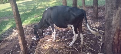 This image depicts a black and white cow in Getenga ward, Kenya, standing on a dirt ground mingled with dry vegetation and scattered litter. The cow, primarily black with white markings on its underside, legs, and a white tuft on its tail, has its head lowered, appearing to forage or graze from the ground. A rope is visible around its neck/head area, and another segment of rope is tied around a thin tree trunk in the left foreground, suggesting the animal is tethered. Several other tree trunks are visible in the background and midground, behind and to the right of the cow. Beyond the immediate area of dirt and trees, a green grassy expanse is visible in the background under daylight conditions. No human subjects are present.
