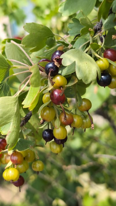 The image shows a close-up of a branch laden with ripening gooseberries. The gooseberries are a mix of green, yellow, and dark purple, with some showing hints of red. They are clustered together, with the leaves of the gooseberry bush providing a backdrop. The lighting suggests it is daytime, with sunlight filtering through the leaves. The image is focused on the berries and foliage, with the background appearing slightly blurred, creating a shallow depth of field. The scene is natural and appears to be outdoors, likely in a garden or a wild growing area. No people or man-made structures are visible in the frame. The berries are the primary subject, showcasing their various stages of ripeness.