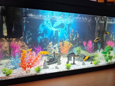 The image shows a freshwater aquarium. The aquarium is filled with clear water and contains a white gravel substrate. Various artificial decorations are present, including colorful coral-like plants in shades of pink, orange, blue, and green, as well as small rocks and a shipwreck figurine. There are several fish swimming in the tank. At least two are yellow, one is black and yellow striped, and others appear to be gray or brown. A heater is visible on the right side of the tank, and a filter is present on the left. The background of the aquarium is a blue mural depicting underwater rock formations and coral. The aquarium is placed on a wooden surface. There is no indication of the city of Halberstadt, Germany, or any other specific location.