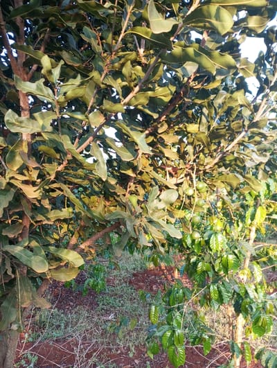The image presents an agricultural landscape in Mururi, Kenya, featuring an intercropping system. The dominant subject is a mature tree with dense foliage, characterized by large, oblong, dark green leaves and thick, textured branches. Scattered among its leaves, particularly in the lower central and right portions, are several small, round, green fruits, identifiable as young macadamia nuts.

Beneath this larger tree and extending to the right foreground, a younger plant with smaller, brighter green, glossy leaves and slender stems is visible, indicative of a coffee plant. The ground directly beneath the plants is composed of reddish-brown soil, typical of some Kenyan regions, with sparse patches of dried grass and weeds.

The scene is captured during what appears to be either early morning or late afternoon, as suggested by the warm, directional light casting soft shadows and illuminating the leaves with a golden hue. The sky in the upper background is bright, indicating clear weather conditions. No human activity or visible text is present in the frame. The image portrays a thriving agricultural environment, showcasing the coexistence of macadamia and coffee crops.