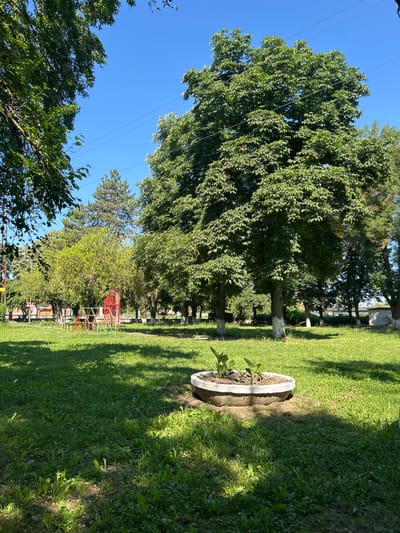 The image depicts a park scene in Salmanovo, Bulgaria, under a clear blue sky. In the foreground, a circular concrete planter with a few small plants is situated on a grassy lawn. The lawn is dotted with shadows cast by unseen trees. In the midground, a red and green playground structure, possibly a climbing frame or jungle gym, is visible. Behind the playground, a line of trees, some with whitewashed trunks, stretches across the scene. In the background, more trees and a few low-lying buildings can be seen. The overall impression is that of a peaceful, sunny day in a public outdoor space. There are no people visible in the image.