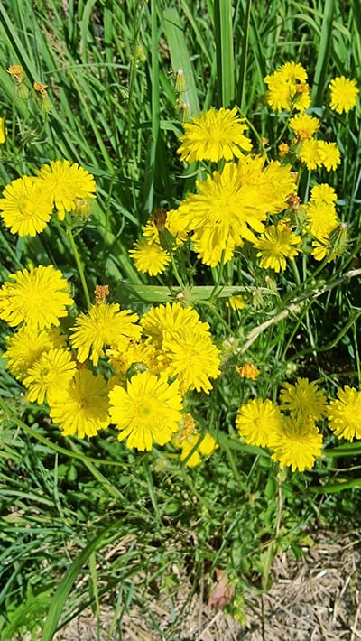 The image shows a cluster of yellow dandelions and green grass. The dandelions are in various stages of bloom, with some fully open and others still in bud. The grass is tall and lush, with some dried blades interspersed among the green ones. The scene appears to be outdoors, in a natural setting. There are no people or animals visible in the image. The location in the city of Sant Joan les Fonts, Spain is not evident from the image itself.