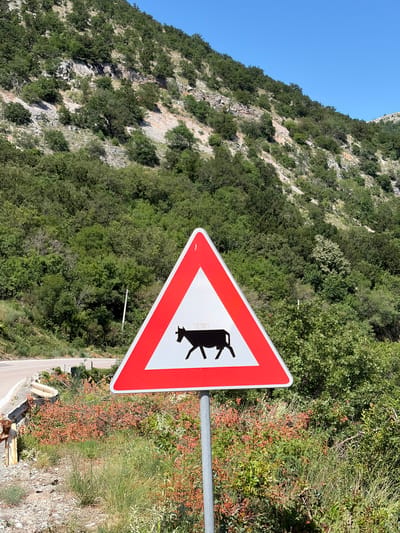 A triangular warning sign with a red border and a white interior depicts a black silhouette of a cow. The sign is mounted on a gray metal pole in a rural, mountainous area. The background consists of a steep, vegetated slope with trees and rocks, under a clear blue sky. A winding road is visible in the lower left corner, with a guardrail. The foreground shows dry vegetation and gravel. The location is identified as Novoselje, Montenegro.