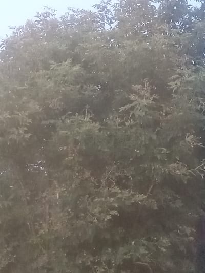 The image depicts a close-up view of dense foliage, likely from a tree, against a hazy, light-colored sky. The leaves are predominantly green and appear to be broad and lobed. The texture is soft and slightly out of focus, suggesting a distant shot or a low-resolution image. There are no discernible human figures, animals, or specific objects within the frame, just the overwhelming presence of leaves and branches. The environment appears natural and outdoors, possibly within a wooded area. The location is identified as Қозыкеткен ауылдық округі, Kazakhstan.