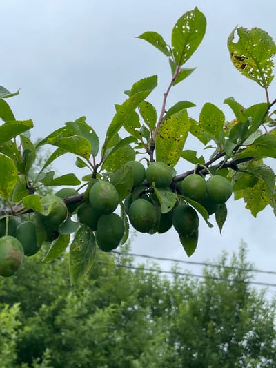 A close-up, eye-level, medium shot captures a branch of an unripened plum tree laden with green fruit against a pale, overcast sky. The branch, thin and reddish-brown, supports multiple clusters of oval-shaped, light green plums. Some leaves on the branch are partially eaten, with holes and brown spots visible. The background is filled with blurred green foliage and the indistinct shapes of trees and what appear to be overhead wires, suggesting an outdoor environment in a rural or suburban area. The image's perspective places the viewer at the level of the fruit, emphasizing the abundance of the crop. The location is identified as Solov'evka, Russia.