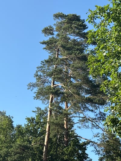 The image captures a view looking upwards towards a clear blue sky, with the canopy of trees obscuring parts of the frame. The dominant subjects are the branches and foliage of several trees, appearing to be a mix of deciduous and coniferous species. One prominent pine tree stretches horizontally across the mid-section of the image, its rough bark and long, needle-like leaves characteristic of its species. To the top and sides, lush green leaves from deciduous trees form a dense overhead canopy, filtering sunlight and creating a dappled effect. The overall scene suggests an outdoor setting, likely a park or forest area, given the mature trees. The bright blue sky indicates fair weather, and the sunlight filtering through the leaves suggests it is daytime, likely late morning or afternoon. No people or specific objects are discernible, and there is no visible text in the image. The upward angle of the shot emphasizes the height and expanse of the trees against the open sky, creating a sense of natural grandeur. The location context provided is Żurawiniec, Poland, which aligns with the type of vegetation commonly found in such regions.