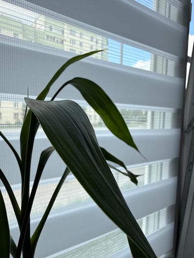 A close-up, eye-level, interior shot captures a portion of a potted plant with long, dark green leaves positioned in front of a window with horizontal blinds. The blinds are a mix of sheer and opaque fabric, allowing diffused natural light to enter and casting soft shadows. Through the blinds, a blurred view of buildings and a bright blue sky with white clouds is visible. The plant's leaves are smooth and have prominent parallel veins. The overall impression is one of indoor greenery against an outdoor urban backdrop. The provided information states the location is Kokkorevo, Russia.