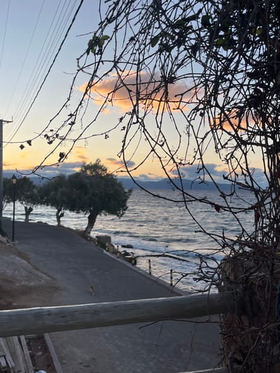 An outdoor scene captures a coastal view in Megalochori, Greece, during either sunrise or sunset. The foreground is dominated by a dense, tangled network of dark, bare branches from a vine or shrub, partially obscuring the upper and right portions of the image. Below this vegetation, a light-colored wooden railing runs horizontally across the lower mid-ground.

Beyond the railing, a dark gray paved road, exhibiting a subtle brick-like pattern, slopes gently upward and curves along the coastline. A small, light brown cat is visible walking on this road, positioned towards the center-left. To the left of the road, a utility pole with multiple overhead wires stands against the sky. Further along the road, several trees with full, dark green canopies and lighter trunks are planted between the pavement and the shoreline. A single streetlight with a dark lantern is visible near the first tree on the left.

To the right of the road, the sea is visible, with moderate waves breaking against a reinforced or rocky shoreline marked by small yellow and black bollards. The water appears dark blue-gray. In the background, across the expanse of water, a distant landmass or mountain range is faintly silhouetted. The sky above transitions from a pale blue at the zenith to hues of light orange and pink near the horizon, indicative of either early morning or late evening, with scattered clouds reflecting these colors.
