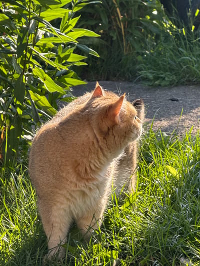 The image shows an orange tabby cat standing in a patch of tall green grass. The cat is facing to the right, looking out of frame. Sunlight is casting shadows from the leaves of a nearby plant onto the cat and the grass. The background shows a grey paved surface. The scene appears to be outdoors, possibly in a garden or yard. No specific details related to the city of Yurukovo, Bulgaria are visible in the image.