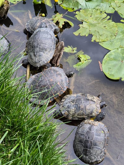 A high-angle, wide shot depicts a group of turtles in a pond or body of water, possibly in a park in Craiova, Romania, though this is not explicitly evident in the image. Several turtles are clustered on what appears to be a submerged log or piece of wood. Lily pads float on the surface of the water. Tall green grass grows along the edge of the pond. The water is murky, obscuring the bottom. The turtles vary in size and shell pattern. There is no indication of any human presence.