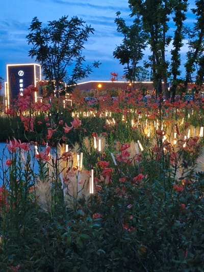 This photograph depicts a scene in the city of Jiguan District, China, at dusk. In the foreground, a dense bed of flowering plants, primarily pink lilies and tall, feathery grasses, is illuminated by numerous vertical, cylindrical lights. These lights emit a warm, yellowish glow, creating a striking contrast against the deepening blue of the twilight sky. Behind the floral display, several trees with dark green foliage are visible. Further in the background, a modern building structure with illuminated edges and Chinese characters can be seen, suggesting it might be part of a commercial or public complex. The overall impression is one of an artfully lit outdoor space, designed for evening ambiance. There are no people or animals visible in the frame. The atmosphere is serene and visually striking due to the interplay of natural elements and artificial lighting.