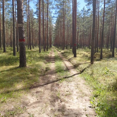 This media file depicts a dirt path winding through a dense forest of tall, slender pine trees. The image is oriented vertically, with the path stretching into the distance, creating a sense of depth. Sunlight filters through the canopy, casting dappled shadows on the path and the surrounding undergrowth. The ground beside the path is covered in dry grass and some small green plants.
Several trees have a visible red marking painted around their trunks, indicating they may be part of a marked trail or designated for logging. On one of these marked trees, a small rectangular tag with black numerals is affixed. The numerals appear to be "127 86".
The scene suggests a natural, outdoor setting likely in a forest, possibly during a sunny day given the lighting. The presence of the trail and markings implies it's a place where people might hike or navigate. There are no people visible in the image. The overall mood is peaceful and serene, characteristic of a quiet forest environment. The location context provided identifies the place as Skuķīši, Latvia.