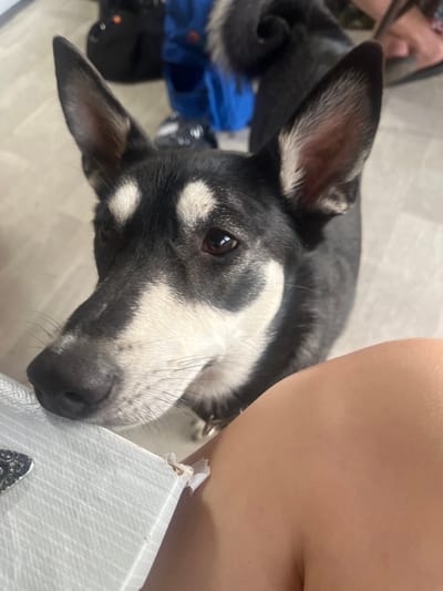 A black and white husky-type dog with erect ears and expressive brown eyes is looking directly at the camera. Its snout is resting on a white textured surface, possibly a box, and its nose is slightly wet. Part of a person's bare arm is visible in the lower right corner of the image. The background is blurred, but appears to be an indoor setting with light-colored flooring and some dark-colored objects and blue clothing. The image does not contain any information about its location in Gat', Russia.