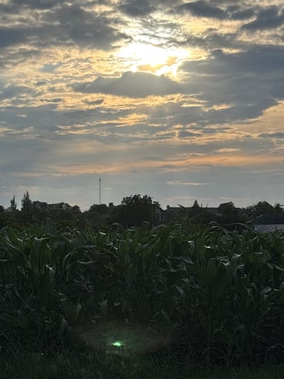 A view of a cornfield with tall stalks in the foreground. In the mid-ground, a line of trees is visible, with a communications tower behind them. Houses with roofs are scattered among the trees. The sky above is cloudy, with the sun partially obscured by clouds, casting a soft light. A small, green light is visible near the bottom center of the image, on the ground in the cornfield. The image was taken in Bochmanivka, Ukraine.