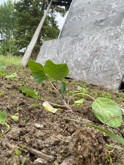 This media file shows a close-up of a young plant with broad, green leaves and a purplish stem, growing in dark, earthy soil. The plant is positioned in the center of the frame, with its leaves extending outwards. Surrounding the plant are small, emerging seedlings and bits of dried vegetation. To the right of the plant, a section of weathered, grey plywood is visible, suggesting an outdoor setting. In the background, out of focus, is lush green foliage from trees and a glimpse of what appears to be a cloudy sky. The lighting suggests it might be daytime, possibly overcast. The scene appears to be a garden or a patch of earth where plants are being cultivated, with a rustic, perhaps unfinished, wooden structure nearby. The location context provided is Haines Junction, Canada.