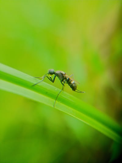 A small, dark insect with visible antennae and segmented body is positioned on a bright green blade of grass. The insect is facing left and appears to be in motion, with its legs extended. A tiny, clear droplet of liquid is visible on its head. The background is a soft, blurred green, suggesting an outdoor environment with lush vegetation. The image is a close-up, macro shot, focusing on the detail of the insect and the blade of grass. The location is specified as Gampong Teungoh, Indonesia.