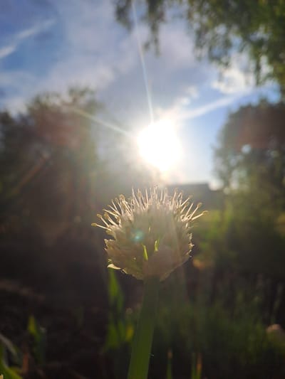 A close-up, low-angle photograph captures a white, spiky flower, likely an allium or onion bloom, dramatically backlit by a bright sun. The flower, positioned in the mid-right, showcases numerous delicate stamens that glow with the intense light. A powerful sunburst and lens flare emanate from the sun, which is located in the left-center of the frame, suggesting a low sun angle characteristic of morning or late afternoon. The sky, visible behind the glare, is a mix of light blue and soft white clouds. Blurred green foliage, consistent with trees or bushes, frames the top and right portions of the image, indicating an outdoor, natural environment. The composition emphasizes the interplay of light and shadow, creating a serene and ethereal mood. No specific activity is depicted, and there is no visible text. The scene is set in Полянки, Russia.