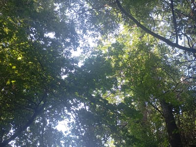This is a low-angle shot looking up into the dense canopy of a forest. Sunlight filters through the leaves, creating a dappled effect. The trees are tall and their branches interlace, obscuring much of the sky. The leaves are a vibrant green, indicating healthy foliage. The image appears to have been taken in a natural setting, likely a park or forest area, but there is no visible indication of the specific location within Belbulak, Kazakhstan, nor are there any people or specific objects or actions to describe. The environment is characterized by the presence of numerous trees and a bright sky peeking through the leaves.