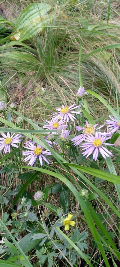 The image displays a close-up view of a patch of wild grass and flowers. Several light purple aster flowers with yellow centers are prominent in the foreground and midground, interspersed with green blades of grass and some dried, brown grass. In the lower part of the image, there is a small yellow flower with four petals and some green leaves. There are also some unbloomed buds, some of which are purple and others are green. The background consists of more grass and foliage, suggesting an outdoor, natural setting. There are no people or man-made objects visible in the image. The scene is located in the village of Dautovo, Russia.