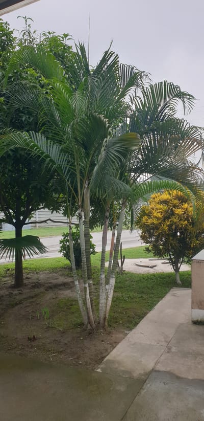The image depicts a cluster of tall, slender palm trees with segmented, white-painted trunks, set against a backdrop of lush green foliage and a grey, overcast sky. The foreground features a concrete pathway leading away from the viewer, with bare earth and sparse grass on either side. In the midground, more vegetation is visible, including a large tree with dark green leaves and a smaller, bushy plant with vibrant yellow and green leaves. A circular manhole cover is embedded in the ground behind the yellow-leafed bush. In the background, a light-colored fence and a road can be seen. The overall scene suggests an outdoor environment, likely a garden or park area, possibly within the grounds of the Rooppur Nuclear Power Plant in Bangladesh, given the prompt. No people or animals are present in the image. The lighting is diffused, consistent with an overcast day.