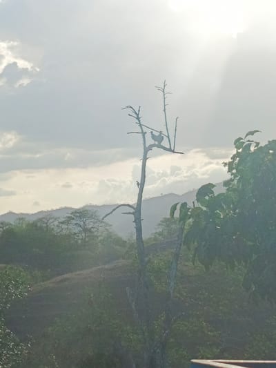 A photograph depicts a rural scene with a dead tree as a focal point. Two birds are perched on a branch of the dead tree. The background features a rolling landscape with vegetation and distant hills. The sky is overcast with cloudy conditions. The image was taken in Los Leoncitos, Venezuela.