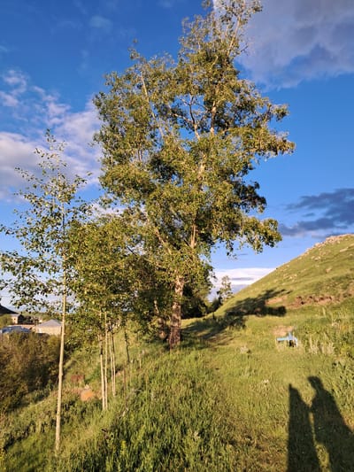 The image depicts a sunlit grassy hill in Artsvakar, Armenia, under a bright blue sky with scattered clouds. In the foreground, several young trees stand tall, their leaves catching the warm light. Behind them, a larger, mature tree with a full canopy dominates the center of the frame. The hill slopes upwards to the right, dotted with rocks and covered in lush green grass. In the middle ground, a light blue bench is visible on the grass. Two distinct human shadows are cast on the ground in the lower right corner, suggesting the presence of two individuals. In the background, to the left, a cluster of buildings with tiled roofs can be seen nestled amongst trees and vegetation, indicative of a settlement. The overall scene is one of natural beauty bathed in the golden light of what appears to be late afternoon or early evening.
