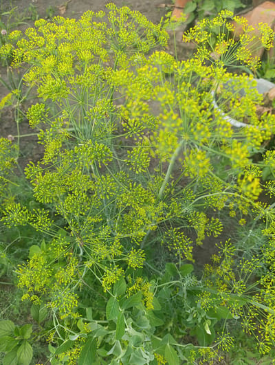 A close-up, overhead shot captures a patch of dill in full bloom, its feathery green foliage and delicate yellow flower clusters filling the frame. The plants appear to be growing outdoors in a garden setting, with dark soil visible in the background. Some brickwork and a portion of a white plastic container are also subtly present at the top right, suggesting a domestic or cultivated environment. The image is taken in Мехонское, Russia, though no specific landmarks confirm this location beyond its general description. There are no people or animals in the image.