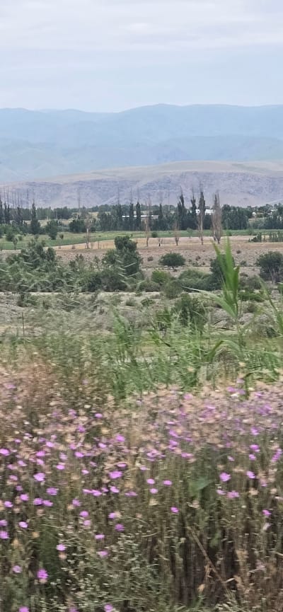 The image depicts a landscape scene in the vicinity of Sasyk-Bulak, Kyrgyzstan. In the foreground, a dense field of small purple flowers is visible, rendered with motion blur, suggesting movement. Behind the flowers, a variety of vegetation including grasses and shrubs can be observed, also exhibiting some blur. Further back, a cultivated field or pasture with scattered trees and some taller, leafless trees is present. In the distance, a series of rolling hills and mountains are layered, fading into a hazy, muted sky. The overall impression is of a rural or semi-rural environment under an overcast sky. There are no people or specific structures clearly identifiable.