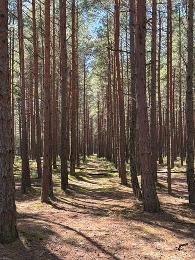 A vertical, medium shot captures a dense pine forest in Gauja, Latvia, on a sunlit day. The foreground is dominated by the rough, reddish-brown bark of numerous pine trees, positioned closely together, creating a sense of depth and a natural corridor. Sunlight filters through the canopy, casting dappled shadows across the forest floor, which is covered with pine needles, cones, and patches of mossy ground. The background recedes into a less distinct pattern of trees, with patches of blue sky visible through the upper branches, indicating a clear day. There are no people or animals visible in the scene.
