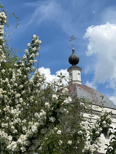 This is a vertical, close-up shot of a white flowering bush in front of a church building. The bush is in full bloom, with many small white flowers and green leaves filling the foreground and right side of the image. The flowers appear to be jasmine, given their delicate appearance and clusters.
Behind the flowering bush, the upper portion of a church is visible. This includes a white belfry topped with a dark, bulbous dome and a cross. To the right of the belfry is the weathered, copper-colored dome of the main church structure, which has a distinct reddish-brown hue with some patchy white oxidation. The sky is a vibrant blue with scattered white clouds, suggesting a bright, sunny day.
The image captures a serene, natural scene juxtaposed with religious architecture. The focus is on the abundance of white blossoms, creating a sense of springtime or early summer. The light suggests it is daytime, likely mid-morning or afternoon. The building's architecture, with its orthodox cross and domes, points to a location in Russia, specifically identified as Ерино. There is no text visible in the image.
