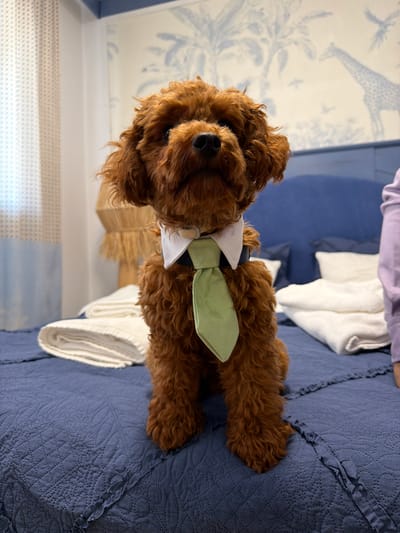 A medium shot shows a small, curly-haired, reddish-brown dog with a white collar and a light green tie sitting upright on a dark blue quilted bedspread. The dog is facing the camera and looking directly at it. Behind the dog, a blue headboard is visible, with white pillows stacked on it. The wallpaper behind the headboard features a subtle pattern of palm leaves and giraffes in light blue. To the left of the dog, a beige woven lampshade with fringe hangs down. To the right, a portion of a person wearing a light purple garment is visible. The dog appears to be in a bedroom. The image does not provide any information about the city of Banya, Bulgaria.