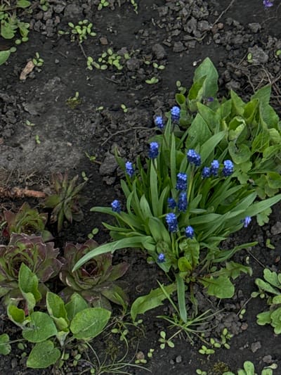 The image depicts a patch of garden soil in Semeno-Aleksandrovka, Russia. A cluster of blue grape hyacinths grows in the center, surrounded by green foliage. To the right are several succulent plants with layered, rosette-shaped leaves. Small, unidentified seedlings are scattered throughout the dark soil. The texture of the soil appears moist and slightly clumpy. No people, animals, or structures are visible.