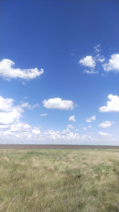 This is a landscape photograph taken in the vicinity of Озёрный ауылдық округі, Kazakhstan. The scene is dominated by a vast expanse of tall, dry grasses in the foreground, reaching towards a distant horizon. The grasses appear golden-brown and green, suggesting a dry season or arid environment. Beyond the grassy field, a flat, dark brown expanse stretches across the middle ground, possibly representing cultivated land or a different type of vegetation. The horizon line is straight and unbroken, emphasizing the flatness of the terrain. The sky occupies the upper portion of the image and is a vibrant, clear blue, dotted with scattered white cumulus clouds of varying sizes. The clouds are fluffy and well-defined against the deep blue of the sky. The overall impression is one of open space and natural landscape, characteristic of steppe or prairie environments. There are no visible people, structures, or animals in the frame.
