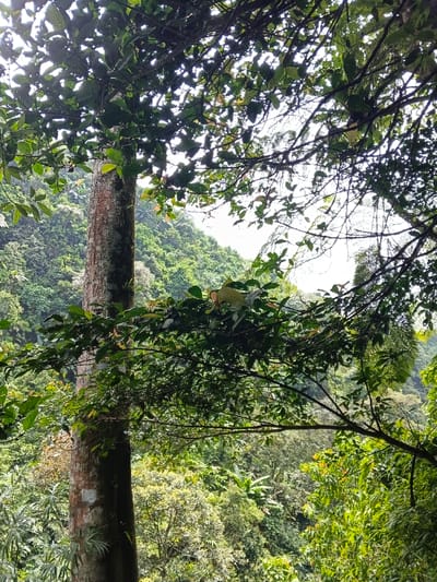 This image depicts a dense, natural environment located in Soibada, East Timor. A prominent tree trunk, characterized by its reddish-brown bark and lighter greyish patches of lichen or moss, stands vertically on the left side of the frame. Its upper branches and dark green foliage extend into the upper left, partially obscuring a bright, overcast sky visible through gaps in the canopy. The central and right portions of the image are filled with a thick arrangement of green leaves and intertwined branches, through which further glimpses of the sky are present. In the background, a verdant, mountainous or hilly terrain is visible, densely covered with various trees and shrubs in multiple shades of green. No human figures, animals, or man-made structures are observed within the scene. The lighting appears diffuse, consistent with an overcast sky or filtered sunlight.
