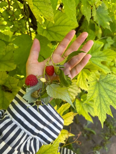 A person's left hand and forearm are held out in front of lush green foliage, likely a garden. The hand is open, palm facing upwards, and several ripe red raspberries and a few unripe green ones are nestled in the palm, held by a delicate vine. The person is wearing a black and white striped long-sleeved shirt. The background is filled with large, light green leaves, some appearing to be grape leaves, and other greenery, suggesting a sunny outdoor setting. The lighting suggests it is daytime. The overall scene evokes a sense of harvesting fresh produce from nature.
