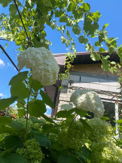 This image captures a close-up view of white hydrangeas blooming in front of a building with a brown roof and a wall constructed of cinder blocks. The hydrangeas are lush and full, with large clusters of white flowers and green leaves. The sky is a clear blue with a few scattered clouds. Green grapevines hang from a metal structure in the foreground, creating a natural canopy over the scene. The building appears to be a residential structure. The image was taken outdoors in what is described as Pletenyi Tashlyk, Ukraine, suggesting a rural or semi-rural setting. No people or animals are visible in the frame. The lighting indicates it is daytime, likely with bright sunlight based on the shadows and highlights.