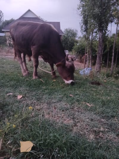 The image depicts a brown cow standing in a grassy area. The cow is the primary subject, facing left with its head lowered as if grazing. Its fur appears dark brown, and it has a white marking on its face. In the background, there are several tall trees with lush green foliage, suggesting a natural or semi-rural setting. A portion of a building with a triangular roof is visible to the left of the cow, indicating a nearby dwelling or structure. On the ground near the trees, a crumpled plastic bottle is discernible, suggesting the presence of human activity. The grass appears somewhat dry in patches, interspersed with greener areas. A single yellow leaf lies on the grass to the right of the cow. The lighting in the image is subdued, with a soft, diffused sky, which could indicate either early morning or late afternoon light. The overall scene evokes a peaceful, pastoral atmosphere. No text is visible in the image. The location context of Auk, Kyrgyzstan suggests this scene is likely in a rural area of the country.