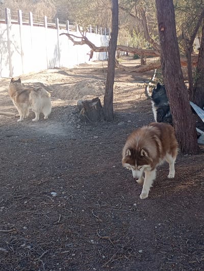 An outdoor scene features three dogs, likely Siberian Huskies or similar breeds, in what appears to be a dry, semi-wooded environment, identified as Pozo Almonte, Chile. The time of day is bright, likely late morning or afternoon, indicated by clear sunlight and shadows cast by trees.
In the foreground and slightly to the right, a striking brown, white, and reddish-tan dog with blue eyes is captured mid-stride, sniffing the dry, twig-covered ground. Its fur is thick and well-groomed. To the left, a light tan and white dog stands facing away from the camera, looking towards a bright white wall or fence structure that stretches across the background. This wall is topped with a wooden rail fence. Behind a tree trunk on the right side of the image, the head and part of the body of a black and white dog are partially visible, obscured by the tree.
The ground is predominantly covered with a dense layer of dry twigs, fallen leaves, and small stones, indicating a dry climate. There are several tree trunks scattered throughout the scene, some standing vertically, and at least one large, gnarled branch or fallen tree trunk visible horizontally in the mid-ground. Near the center, a dark tree stump is also present. The overall atmosphere is natural and calm, with the dogs appearing relaxed in their surroundings. There is no visible text in the image.
