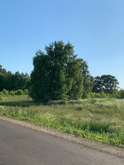 This is a full, eye-level, medium shot of a rural landscape in the city of Svyatitsa, Russia, on a clear day. In the foreground, the edge of a paved road is visible, with a gravel shoulder bordering a grassy field. The field is filled with tall green grass and dotted with white wildflowers. A large, bushy green tree stands prominently in the middle ground, with a line of dark green trees forming a forest in the background. To the right of the large tree, another, darker green tree with a wider canopy is visible. The sky is a clear, bright blue. There are no people or animals present.