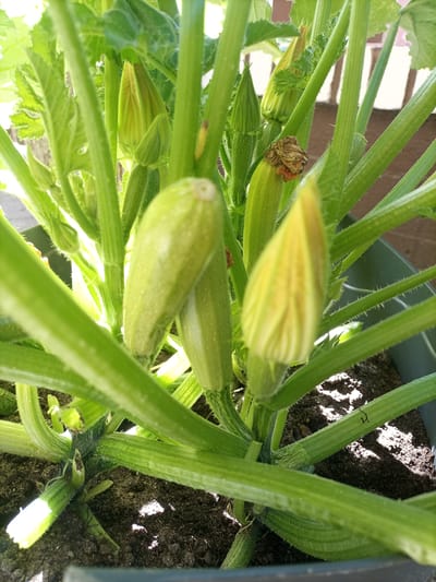 A close-up, overhead shot captures a young zucchini plant growing in a dark green planter filled with soil. The plant features several developing zucchini fruits, some appearing plump and light green, while others are still small and oblong. Budding zucchini flowers, a pale yellow hue, are visible, some partially closed. The plant's stems are thick and ribbed, covered in fine hairs. Lush green leaves, also hairy, surround the developing fruits and flowers. The background shows a blurred outdoor setting with a hint of a fence or wall, suggesting an urban or suburban environment. The lighting is bright, indicating it is daytime.