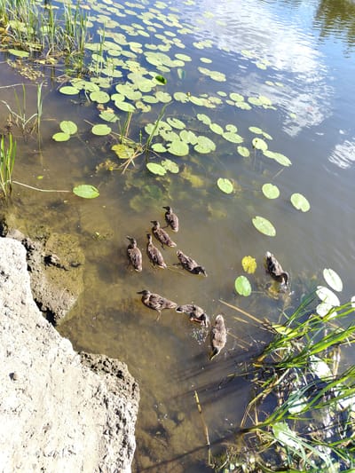 A group of seven ducks swim in a pond with lily pads. The pond is located in the city of Stroitel', Russia. The water is clear enough to see the bottom in some areas. There are also reeds and other aquatic plants growing in the water. The bank of the pond is made of concrete and dirt. The sky is cloudy and reflects in the water.