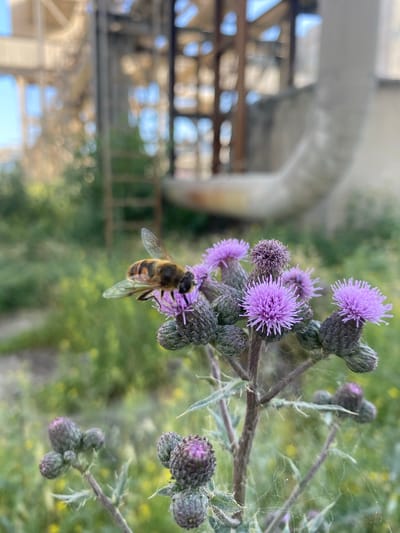 A close-up, eye-level shot captures a bee perched on a purple thistle flower. The bee is positioned on the left side of the flower's head, facing left, with its wings extended. The thistle plant exhibits several unopened buds and one fully bloomed purple flower. The background is softly blurred, revealing hints of industrial structures, including large pipes and a ladder, against a backdrop of green foliage and a bright sky. The overall setting appears to be an outdoor environment, possibly near industrial facilities. There are no people present in the image. The location is not specified as Police, Poland.