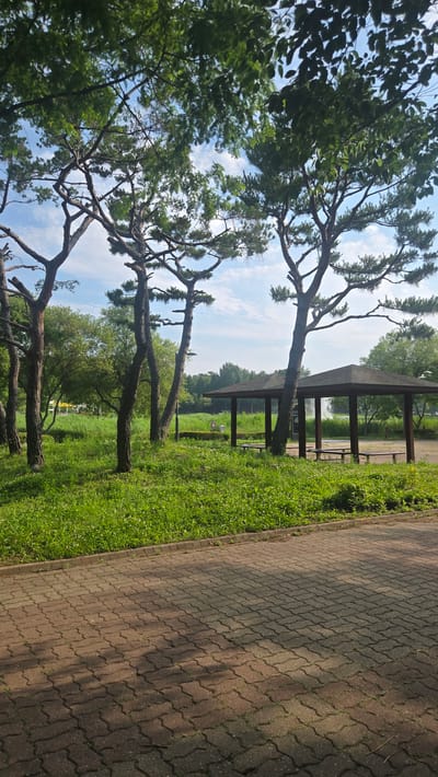The image depicts a park area with mature trees and a wooden pavilion. In the foreground, there is a paved walkway constructed from interlocking bricks, casting shadows from the surrounding trees. Beyond the walkway, a lush green lawn is visible, dotted with small white flowers. Several tall, slender pine trees with distinctive, gnarled branches are prominent in the middle ground.

To the right, a wooden pavilion with a dark, sloped roof is situated. The pavilion has open sides supported by dark wooden posts and contains benches on either side. A lamppost stands near the pavilion. In the background, there is a dense line of trees and foliage, and a body of water can be glimpsed beyond the pavilion and trees. The sky is partly cloudy with a bright blue expanse.

The scene appears to be set in a park within the city of Ansan, South Korea, likely a recreational area designed for relaxation and enjoyment of nature. There are no people or animals visible in the image. The overall atmosphere is serene and natural.
