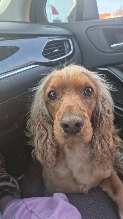 The image depicts a golden-brown, long-haired dog, consistent with a Cocker Spaniel, positioned in the front passenger area of a vehicle in Wetteren, Belgium. The dog faces the viewer directly, displaying large dark eyes and a dark nose, with white whiskers visible on its muzzle. Its lower body rests on a person's lap, partially obscured by a light pink fabric. The car's interior features a dark dashboard with a silver horizontal trim piece and a silver-framed air vent visible on the right. Through the vehicle's side mirror, a reflection of a white van with a red element is discernible. The background also reveals a blurry reddish-orange structure in the distance, indicating an outdoor environment.