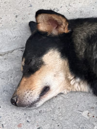A close-up, overhead shot captures a sleeping dog lying on a cracked concrete surface. The dog, a medium-sized breed with black and tan fur, rests on its side with its eyes closed. Its head is positioned at the left of the frame, facing left. The concrete appears weathered, with visible cracks and scattered debris, suggesting an outdoor urban environment. The lighting is natural and even, casting no distinct shadows. The image is devoid of any human presence or interaction. The background is solely the rough texture of the concrete. This scene is likely situated in the city of Syrdarya, Uzbekistan, given the context.