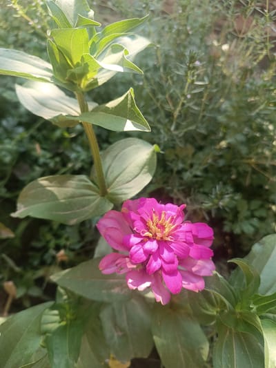 In the city of Uchqo'rg'on, Uzbekistan, a close-up, vertical shot focuses on a vibrant pink zinnia flower in the foreground, its petals fully open and revealing a golden-yellow center. The flower is surrounded by lush green foliage, some leaves exhibiting a soft sheen from sunlight. In the background, out of focus, is a denser collection of green plants with smaller, delicate leaves and hints of tiny pink blossoms, suggesting a garden setting. The lighting indicates a bright, outdoor environment, likely during the day. No people or animals are visible in the frame.