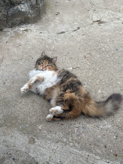 A medium-shot photograph depicts a medium-sized, long-haired cat lying on its back on a textured grey concrete surface. The cat is multicolored, with a white chest and paws, and brown and dark grey fur on its back and tail. The cat is looking towards the camera with its eyes open. The surface beneath the cat has minor cracks and imperfections. A piece of stone is visible in the lower left corner of the image. The location is Slokoshtitsa, Bulgaria.