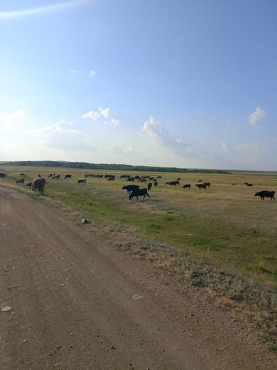 A herd of cows grazes in a grassy field under a bright blue sky with scattered clouds. A dirt road runs along the left side of the image, leading towards the field. The landscape is flat and appears to be in a rural area. The cows are of various colors, including brown, black, and white, and are spread out across the field. Some cows are standing, while others are grazing. The trees in the distance suggest the presence of a forest or wooded area. The scene is peaceful and pastoral.