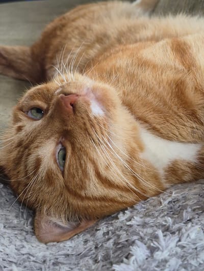 An orange tabby cat is shown lying on its back with its head tilted to the right, close up to the camera. The cat has green eyes and white whiskers. A patch of white fur is visible on its forehead. It is lying on a textured, gray surface, possibly a rug or blanket, which takes up the right side of the frame. The lighting appears to be natural, suggesting it is daytime. The cat's expression is relaxed, with its eyes partially closed. There is no visible text in the image.